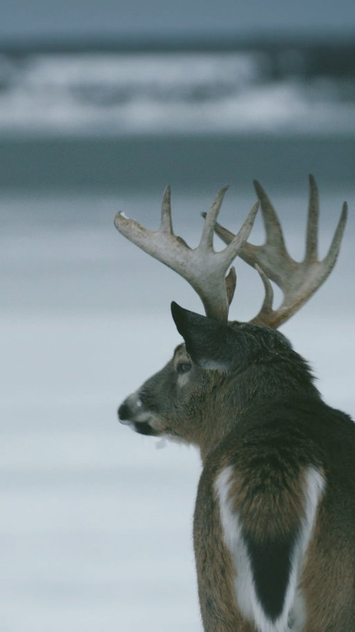 Anticosti. « C'est un territoire qui peut être hostile, mais dans toute son hostilité, grandiose. La nature est extrêmement impressionnante. »

@fabiencloutier se confie sur son retour à une pratique plus sérieuse de la chasse, un moment de reconnexion où l'on est confronté à la puissance de la nature. Il n'y a pas de filtre.
Plongez dans cette aventure hivernale intense. Anticosti : La bête sauvage, disponible maintenant. Le lien est dans notre bio.

@sepaq_chassepeche @yeti 
....

Anticosti. "It's a territory that can be hostile, but in all its hostility, it is magnificent. Nature is extremely impressive."

@cloutier.fabien reflects about his return to a more serious practice of hunting, a moment of reconnection where one is confronted with the power of nature. There is no filter. Immerse yourself in this intense winter adventure. Anticosti: The Wild Beast (La bête sauvage), available now. The link is in our bio.
