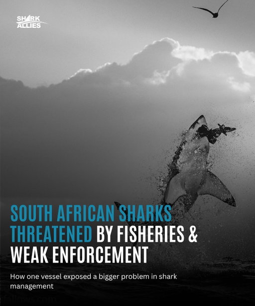 The only vessel licensed to catch sharks in South African waters has been caught breaching permit rules, processing fins and heads at sea, fishing inside protected areas, and targeting endangered species.

The demersal shark longline fishery targets critically endangered soupfin and endangered smoothhound sharks, both vital to healthy ocean ecosystems. Almost the entire catch of shark meat and fins is exported overseas, while local enforcement remains weak.

Marine biologist Enrico Gennari warns the impact extends far beyond these species. South Africa’s white shark numbers are falling, driven by both the killing of white sharks and the overfishing of their prey. In a recent documentary, Gennari and fellow researchers revealed that Mossel Bay’s white sharks prey on smaller species like smoothhound and spotted gully sharks, not just seals.

The fin and meat trade is driving sharks toward extinction. Without stronger regulation and enforcement, these species could vanish from South African waters within our lifetime.

📖 Read the full story by Victoria Schneider via @mongabay : “South African sharks threatened by fisheries, weak enforcement” with the link in our bio.