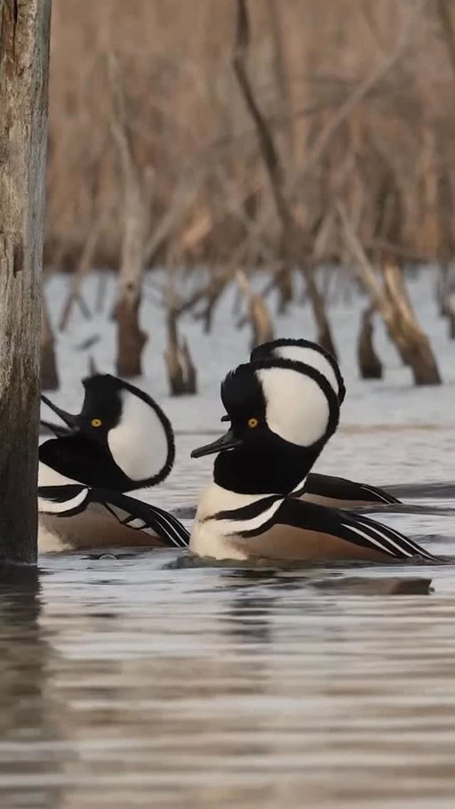 The boys showing off their new hairdos! 

🎥: @matthewryancreative 

#ducksunlimited #waterfowl #conservation #outdoors #ducks #du