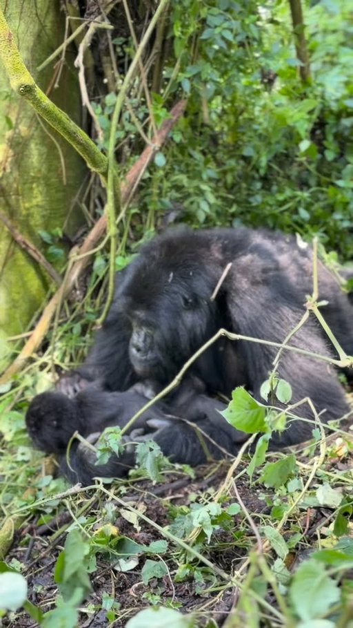 Motherhood looks the same everywhere. 

#gorillatrekking