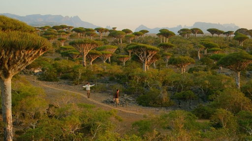 a week exploring the magical island of Socotra 🪾✨🔮
