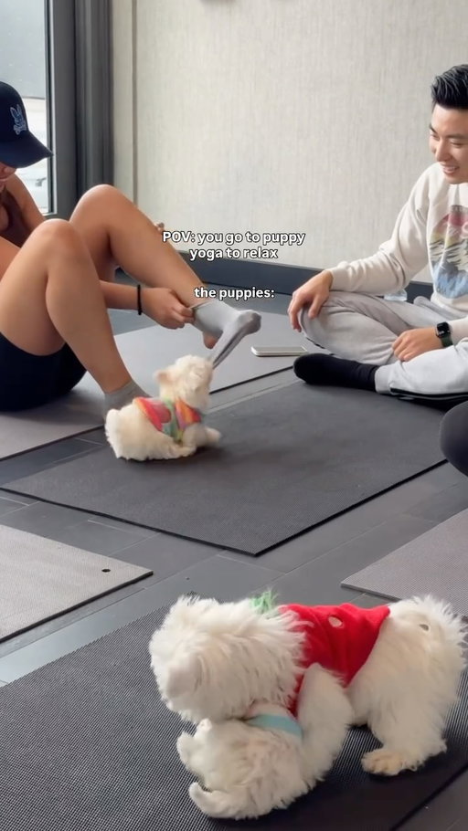 go to puppy yoga they said. It’ll be relaxing they said. 🙂