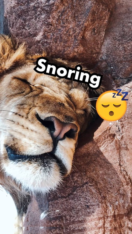 🦁Afternoon Nap😴💤
(Comment Your thoughts below👇🏻)
•
Tag 3 Friends who sleep a lot!😂