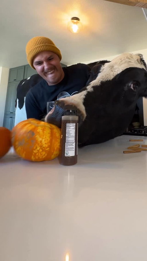 Trying to make a pumpkin spice latte with Bruce! #cow #brucethecow #farm #animals