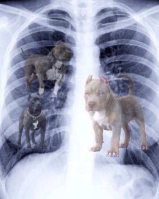 BREAKING: new X-rays show that @mason_posa8 and @coopercat17 have that DAWG in them

51 combined tackles over the last two games 🤯