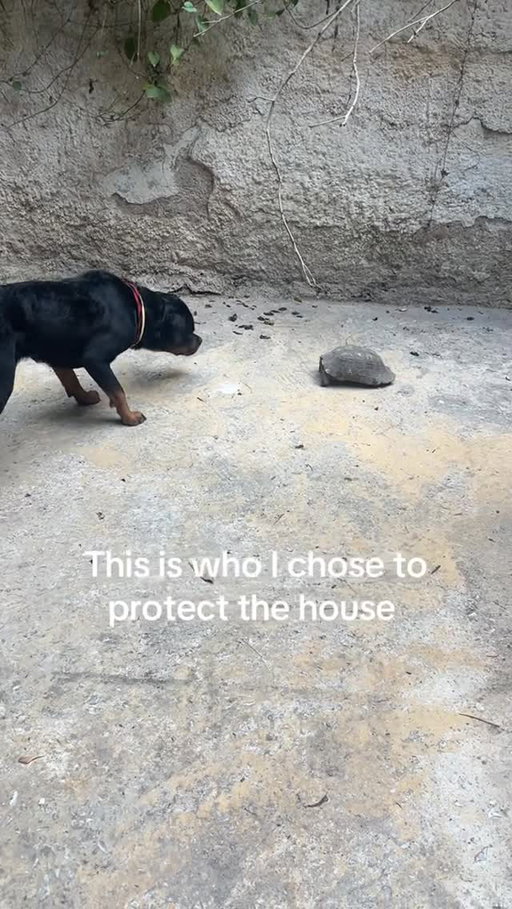 The tortoise of terror and despair 😩 TT: eziotherotty