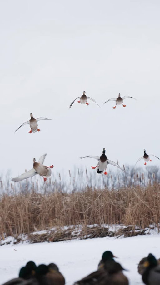 Just take a moment to sit back and enjoy! 

🎥: @josh_hsu_media 

#ducksunlimited #waterfowl #conservation #outdoors #ducks #du