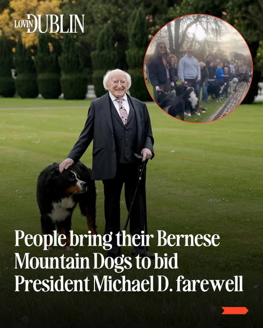 This is why we love being Irish ⁠
⁠
Members of the public gathered outside Áras an Uachtaráin with their Bernese Mountain dogs to wish President Michael D.Higgins, Sabina, and Misneach well ahead of the conclusion of the president’s term tonight❤️⁠
⁠
We just wish we knew it was happening🥲