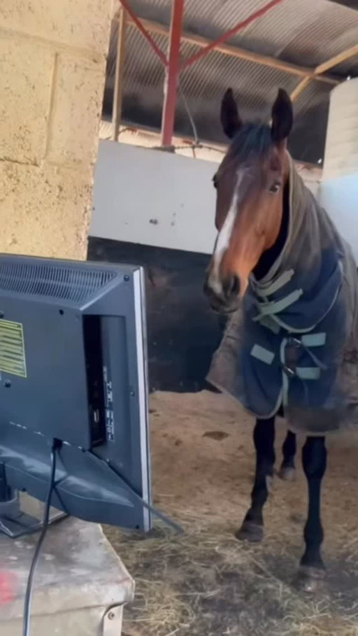 Don’t be like this poor horse and have FOMO when you miss out on the @pgamemeschallenge AZ 😢 

LINK IN BIO to get locked in now 🤝 $150 per player, $600 per foursome. 

2/4 Kick Off Party, 7-10PM at @xgolf.scottsdale 
2/5 4-person Scramble, 8AM start at @dobsonranchgolf