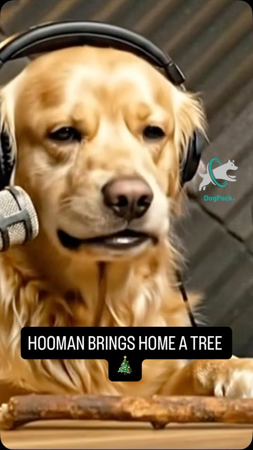 Make it make sense, hooman 🎄🐾