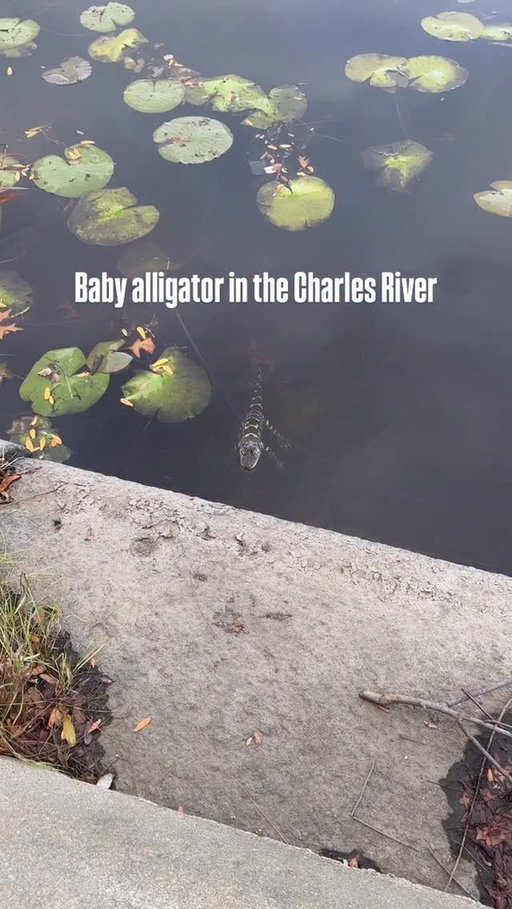 Somehow, a baby alligator has found its way into the Charles River 🥹🐊 Paging @bostonanimalcontrol to come save it 

🎥: @whitneyliebs