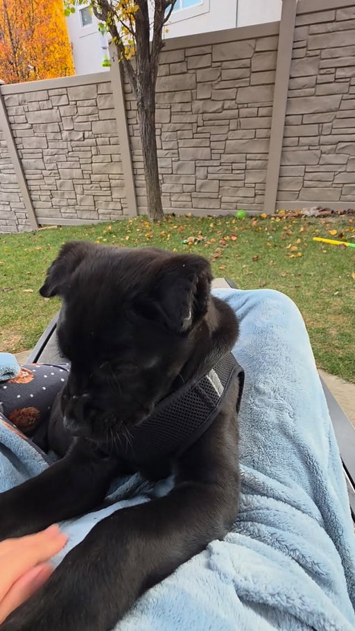 For those of you who didn't see, this is the newest member of our family...a Cane Corso named Odin😁🖤 He just wanted to say hi🥰
.
#canecorso #canecorsopuppy #utah #fairybrowmother #puppy