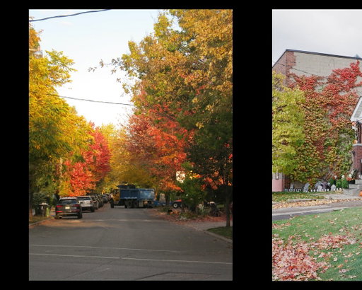 Some of the few photos I took during this autumn. 

Still unable to process that it only felt like a proper fall a few days during the whole month of October, I’m glad I at least got some images of the leaves changing.

The last photo is an homage to the culture shock I had two years ago during my first fall. As I was walking to the bus stop, I kept counting the amount of Costco and Walmart bags filled up with leaves left on the driveways eventually counting up to 50 in my 10 minute walk. The following week I counted 76.

Photos 2&3 shot on UltraMax 400.

#film #photography #filmlovephotography #fall #autumn #ultramax400 #leaves