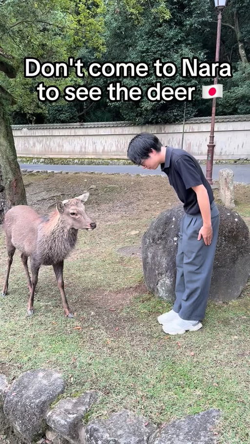 @kai_travels.jp 👈follow more Japan travel tips📝

📍 Wakakusayama Hill, Nara, Japan 🦌

Just a 30-minute walk from Nara Park,
Wakakusayama offers one of the best sunset views in Nara 
with friendly deer roaming freely around the hill.

From the top, you can see the entire city glowing under the evening sky,
a peaceful and magical moment you won’t forget. ✨

If you’ve only visited Nara Park for the deer,
you’re missing out — this is the real hidden gem of Nara.

Make your trip unforgettable▶︎ @realgoodjapantour 

#japantrip #japantips #visitjapan #japanlife #wakakusayama #nara #deer