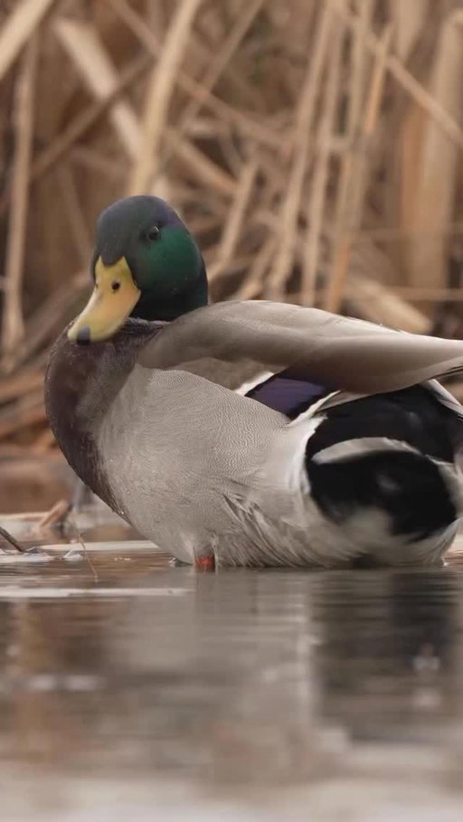 Drake mallard shaking it off! 

🎥: @matthewryancreative 

#ducksunlimited #waterfowl #conservation #outdoors #ducks #du