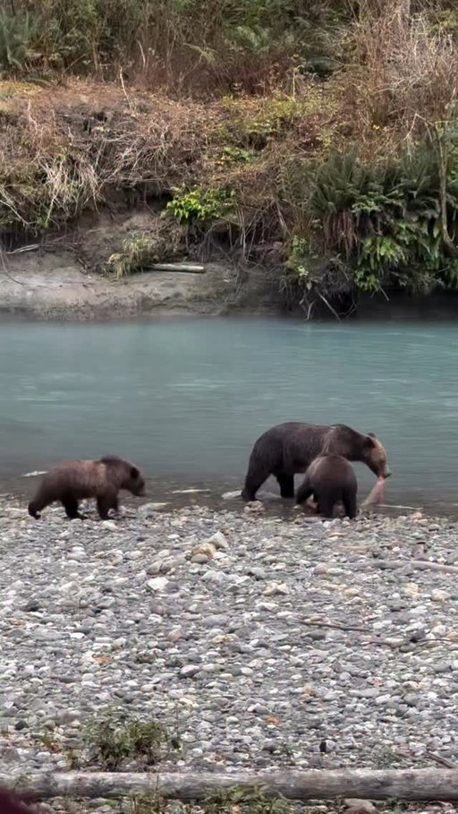 Experience British Columbia’s incredible bear-viewing season, May through October, with prime guided-tour locations along The Infinite Coast.

Credit: @bec_usher 

When you are hiking, biking, and camping in BC, you are in bear habitat. Make sure you are informed, prepared, and aware at all times. Familiarize yourself with #LeaveNoTrace principles and @WildSafeBC is a great resource for making any wildlife experiences you may have in BC positive and conflict free.

#exploreBC #TheInfiniteCoast