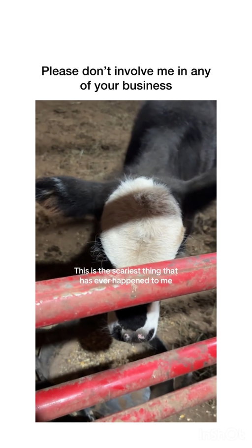 Don't ever put me in that situation again...

via: tt/ morgshauntings