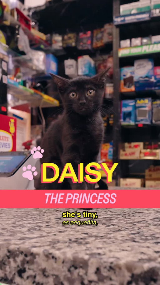 Meet Daisy in Crown Heights, featuring @lexagates 

a show by @madrealities

host @michelladonna
creative producer @christianwallaceshriver
dp @ben.mov
editor @seanfitzmaurice
design @hazu_am
ae @ry.novak
pa @darkenne.v

#cat #nyc #music #shopcats #kitten