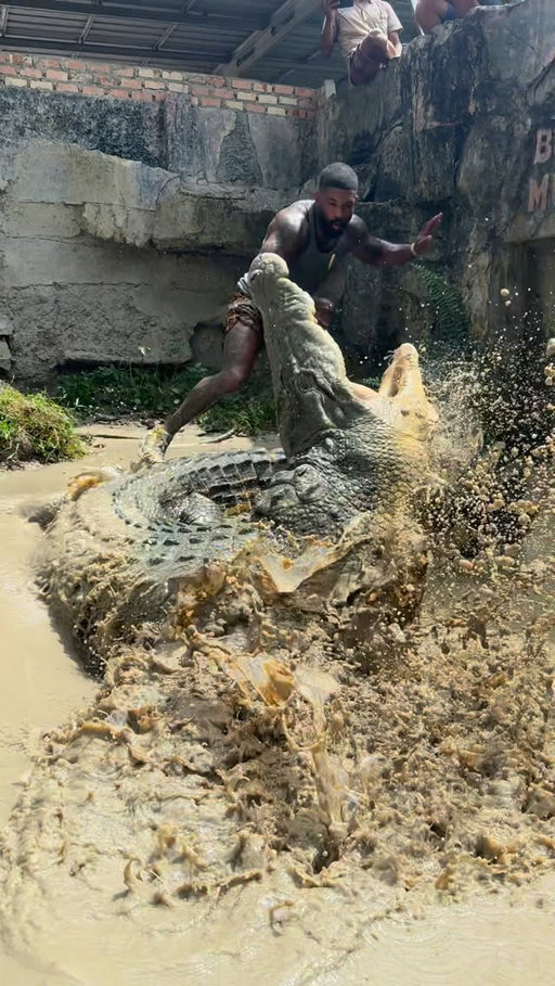 Best GIF Wins 🐊
