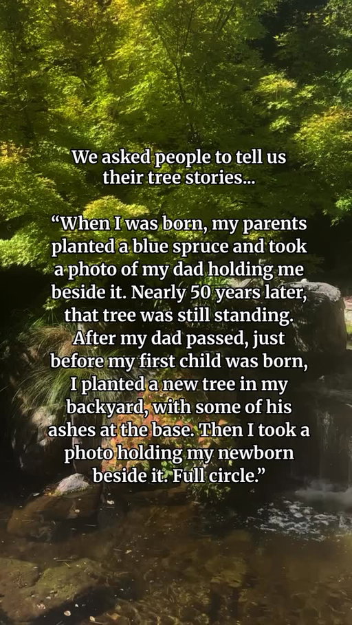 If you listen closely, every tree has a something to say. Like whispers, their leaves rustle in the wind, gifting us with moments of peace and serenity. These are your tree stories 🌳#Treehouse