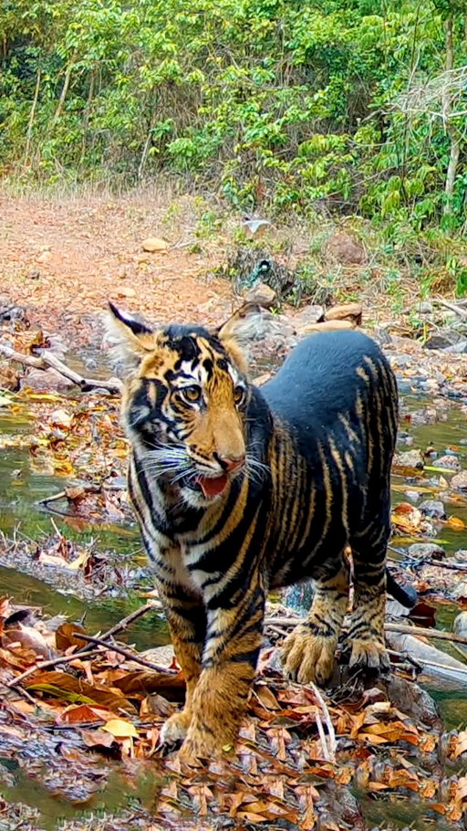 As the tiger population in Eastern India's Similipal Tiger Reserve bounces back, a rare genetic mutation is identified in the population known as pseudo-melanism. While the mutation is harmless, it causes the tigers to have distinctly dark coats, a trait now shared by roughly half the 30 or so tigers that roam the Similipal reserve. National Geographic Explorer and photographer Prasenjeet Yadav (@prasen.yadav) notes that scientists found these "black tigers" to be indicative of a limited gene pool in the region due to a lack of natural corridors that encourage breeding between related individuals. Now, Similipal forest managers are working with genetic scientists to introduce new tigers to Similipal and secure the long-term survival of this population.

Learn more about their work as they race to protect these tigers at the link in bio.