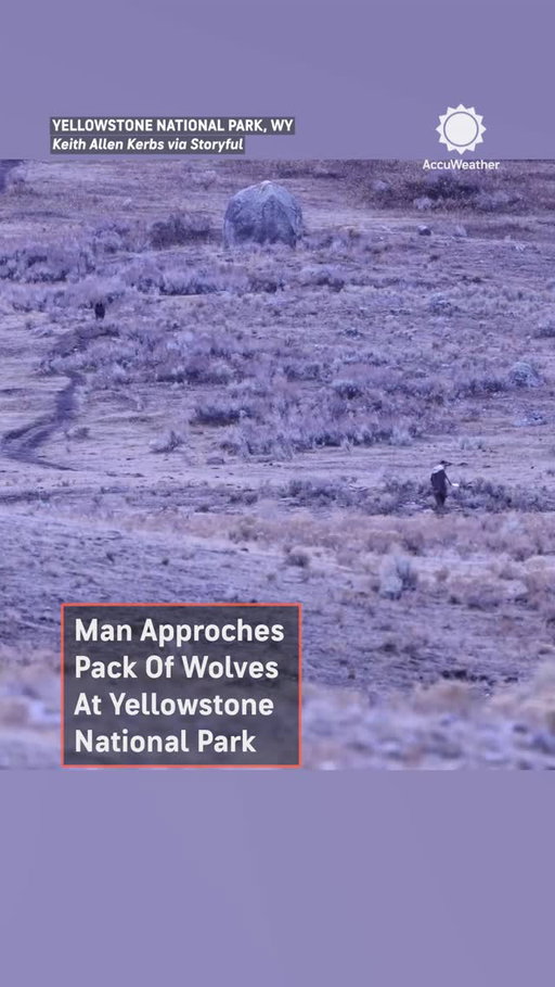 New video shows a man approaching a pack of wolves in Yellowstone National Park. Keith Allen Kerbs recorded the footage on October 6, saying he was photographing the five black wolves when the man approached them.⁣
⁣
The video shows the man spraying what he describes as bear spray at the wolves as he enters a ravine. The wolves eventually backed off, and the man walked away. ⁣
⁣
The National Park Service says there have been no reports of wolves attacking humans in Yellowstone and recommends visitors stay at least 100 yards away from wolves.