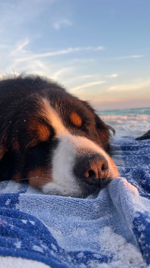 The power of love, patience, and lots of treats💗
