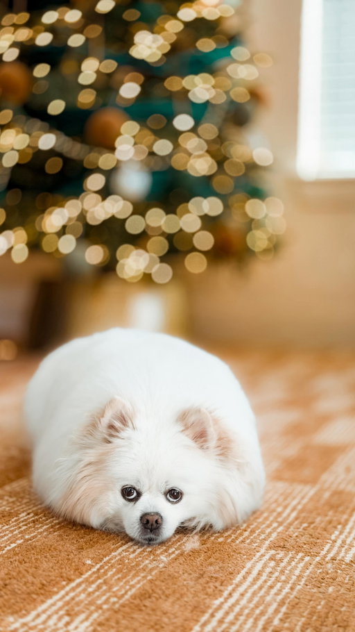 How to blur the background of your photo! The bokeh effect 📲🫶🎄