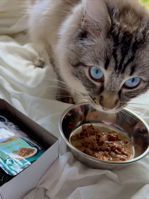 My cats are acting as if they’ve booked a table at their own fancy Cat-Astron!

thanks to @dine.aus & @influenster 

.

#melbourne_desi_girl #tia_the_cat5 #dineau #fussycat #melbourne #foodiefeline #complimentary