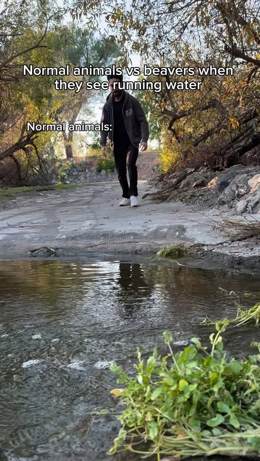 Normal animals vs beavers when they see running water. #reels #skit #comedy #funny