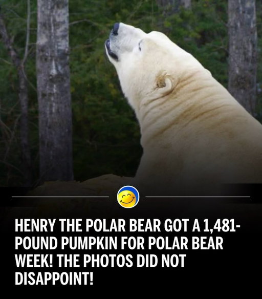 A colossal 1,481-pound pumpkin, donated by local farmer Jeff Warner of Aidie Creek Gardens, brought festive cheer and enrichment to Henry, a 1,200-pound polar bear at the Cochrane Polar Bear Habitat in Ontario, Canada, during Polar Bear Week in early November. Henry, initially cautious of the enormous squash, quickly engaged with the seasonal treat, which was an award-winning Atlantic giant pumpkin. While polar bears enjoy pumpkins, they offer minimal nutritional value and pass quickly through their digestive system, leading staff to anticipate a significant amount of cleanup. The event was part of the annual Polar Bear Week, observed from November 2-8, 2025, which aims to raise awareness about polar bear conservation and the challenges they face due to climate change. The Cochrane Polar Bear Habitat utilizes such donations as part of its animal enrichment programs, contributing to the well-being of its residents like Henry and Ganuk, who also received a large watermelon.

(via: @globalpositivenews )