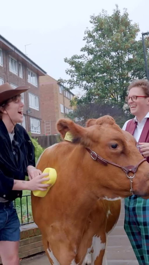 Arrest me officer, for crimes with cow