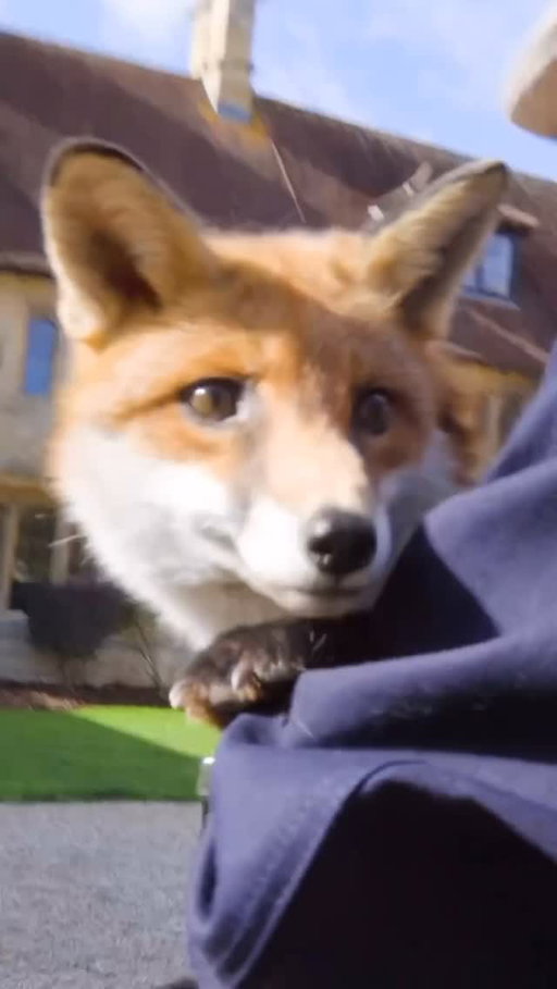 Gaslighting my fox into a 5 star hotel