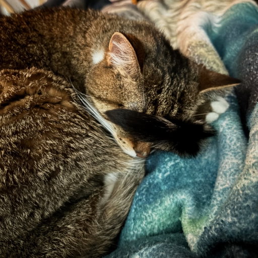 My cat using her tail as a face mask. She’s cute AND smart. #proudcatmom