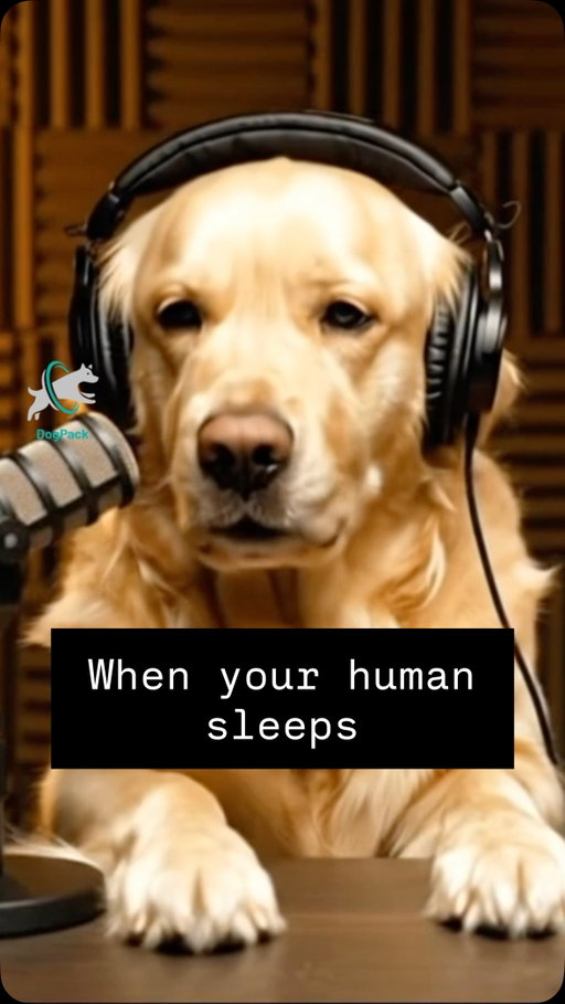 Goldie & Frenchie explain how they feel when their human sleeps 💤