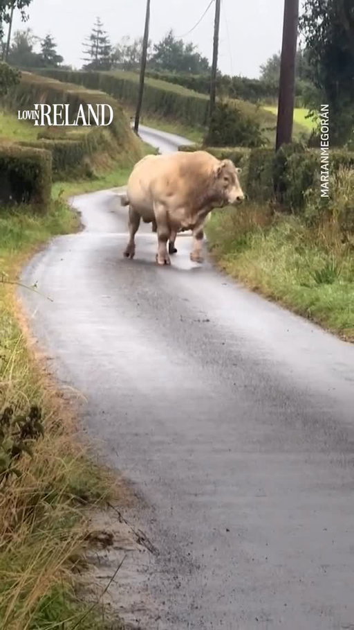 He knows where he’s going 😂
