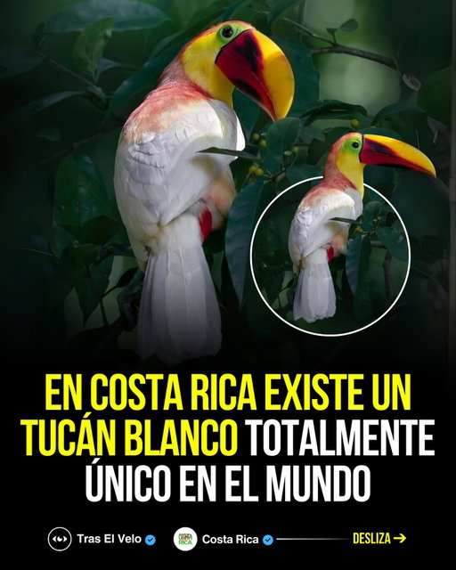 En octubre de 2019, en Guápiles, @costarica, fue avistado un rarísimo tucán de pico castaño con leucismo, una condición genética que reduce la melanina y le da un plumaje pálido pero conserva los colores amarillos y rojos. Este ejemplar, apodado “unicornio del bosque”, se convirtió en un símbolo de la biodiversidad costarricense, atrayendo la atención internacional y generando gran interés entre científicos y amantes de la naturaleza.

A pesar de su inusual apariencia, el tucán se comportaba como cualquier otro, alimentándose y volando sin problemas, aunque su llamativo plumaje podía hacerlo más visible a depredadores. El avistamiento impulsó iniciativas de conservación y un auge en el ecoturismo local, reforzando la imagen de @costarica como un paraíso de especies únicas y fenómenos naturales extraordinarios. 
(📸: @tothewonderblog )

• Sigue a @traselveloreal y a su creador @tevicreator 💭

• Si disfrutas el contenido de naturaleza pura, sigue a la cuenta oficial de @costarica 🇨🇷

#tucan #leucismo #costarica #naturaleza #biodiversidad #aves #fotografia #ecoturismo #fauna
