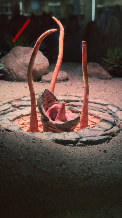 The sarlacc pit at Star Wars Galaxy’s Edge is one of my favorite hidden gems! 

#starwarsgalaxysedge #starwars #galaxysedge