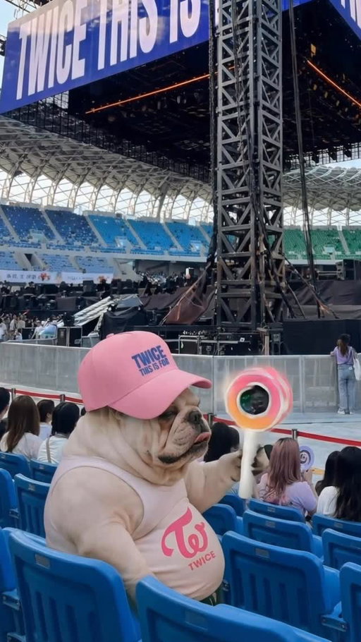 一早就來卡位，怎麼還是坐到這位置...
#twice  #dog