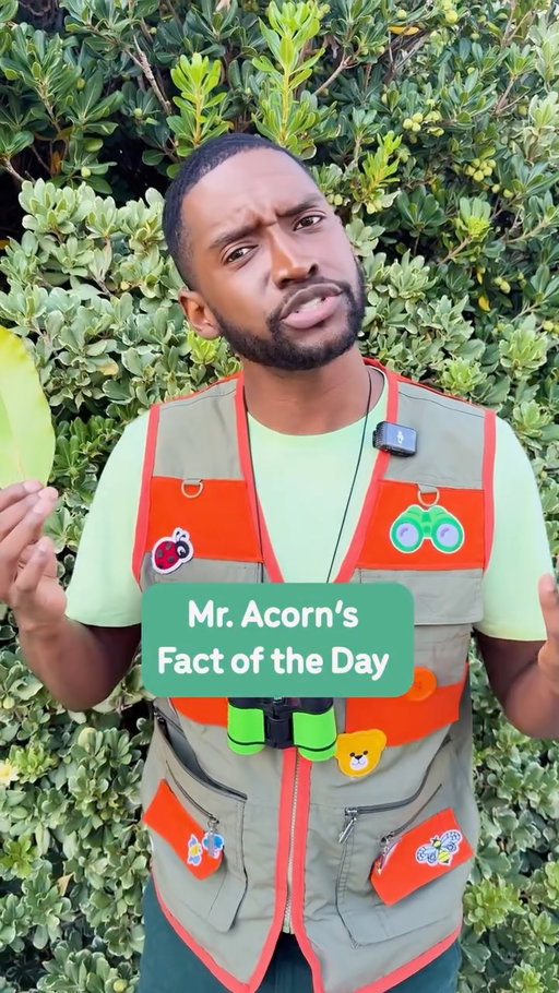 Fall colors brought to you by… chlorophyll doing its dramatic exit 😂 🍂 #TheMelonPatch #FactOfTheDay #Nature