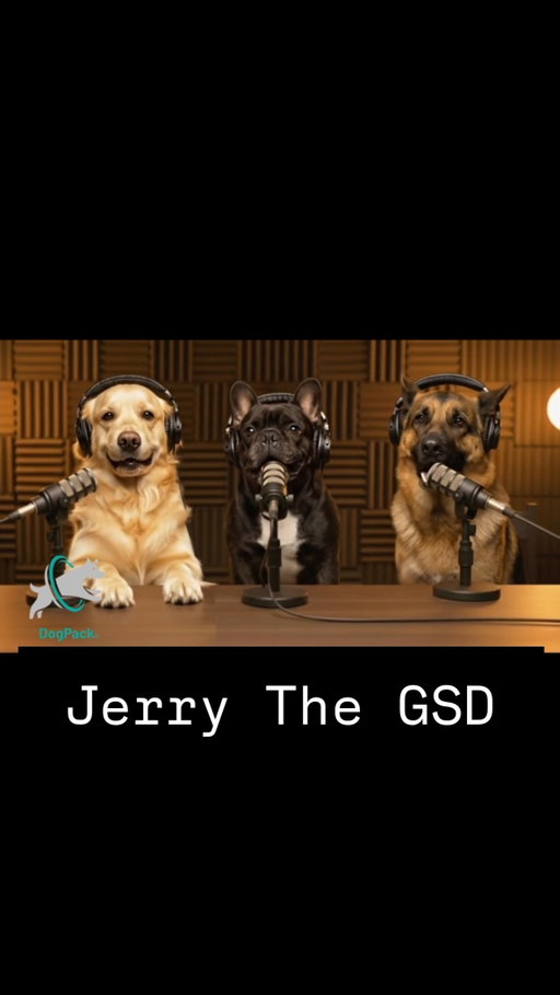 German Shepherd talks about his history with Goldie & Frenchie