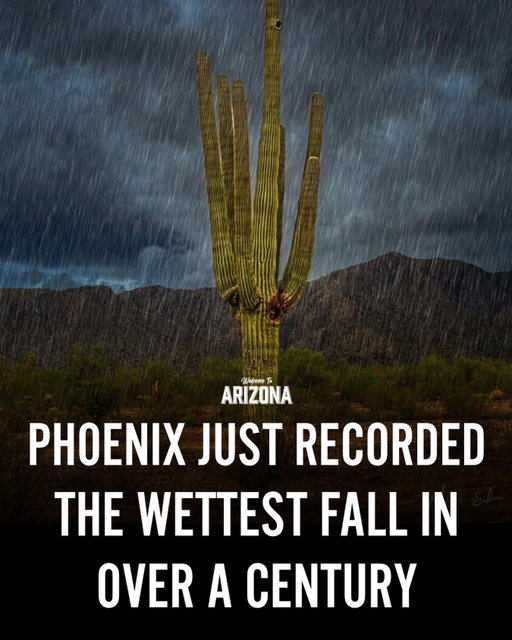 Phoenix just recorded 6.32 inches of rain this fall, making it the wettest fall since 1890. An inch away from our usual yearly total, and we are still getting showers 🌧️🌤️🌵

Credits: @nealsummerton 

#PhoenixAZ #ArizonaWeather #RainInTheDesert #ThanksgivingWeek #recordbreaking