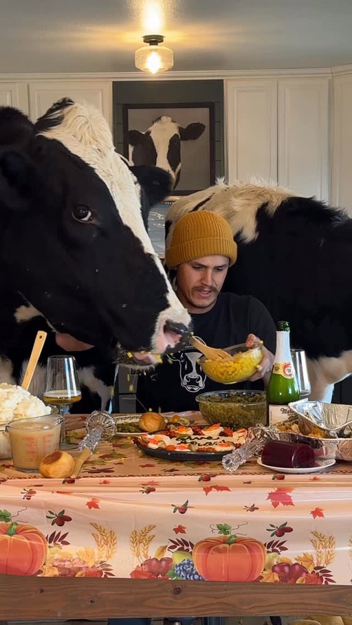 Trying to have Thanksgiving with Bruce! #cow #brucethecow #farm #animals
