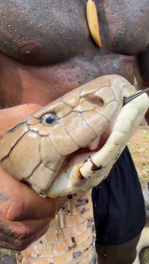 Since a lot of people think we take out the teeth 🦷 or venom ⚠️Biggest venomous snake in the planet the king cobra 🐍 
Indonesia is CRAZYYYY 🇮🇩