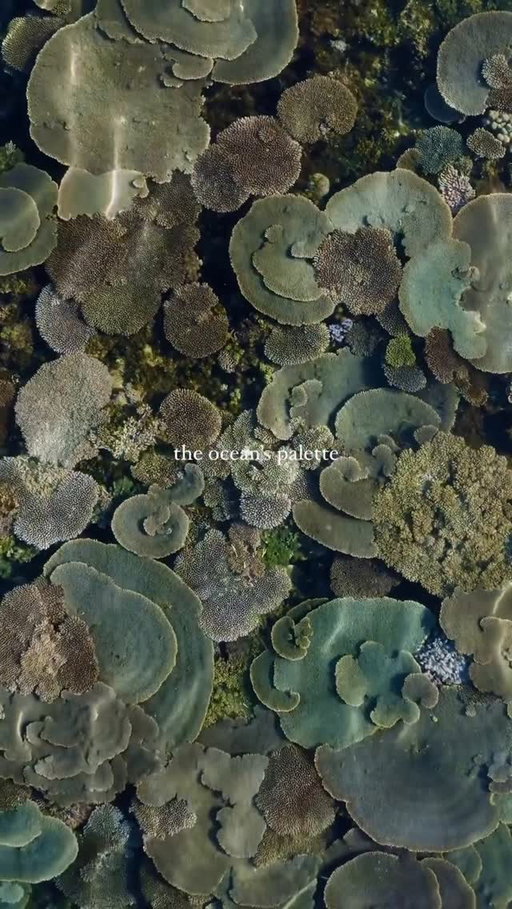 “As a nature and ocean photographer, I’m drawn to beautiful moments in the natural world that often go unseen. This coral reef’s pattern and palette was one of them” - @alexkyddphoto