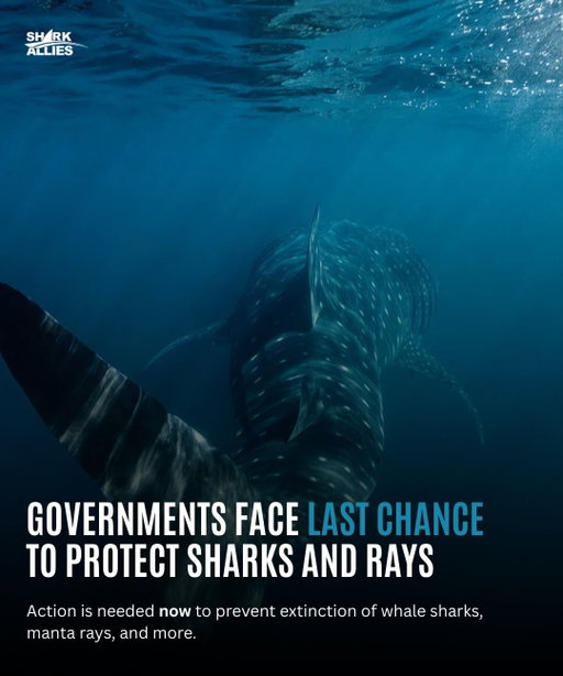 Sharks and rays are disappearing faster than most of us realize. Over a third of all species are now threatened with extinction, and illegal and unreported trade is putting even more pressure on these iconic ocean predators. Pelagic sharks have lost over 70% of their populations in the last 50 years, while reef sharks are functionally extinct on many coral reefs. These animals are not just charismatic, they are ecosystem engineers, helping maintain healthy oceans and the fisheries people rely on. Without them, marine ecosystems unravel, and the impacts ripple far beyond the sea.

The 20th meeting of the Conference of the Parties to CITES (CoP20) is a crucial opportunity to prevent these extinctions. Proposed listings could ban international trade for whale sharks, manta rays, devil rays, and others, while increasing protections for hundreds of additional species. The science is clear, and the tools to enforce these protections already exist, but action is needed now. Support global shark and ray conservation by learning more about CITES and advocating for these protections before it’s too late. 

For the full article and more information, check out the link in our bio or @forbes 

#CitesConservation