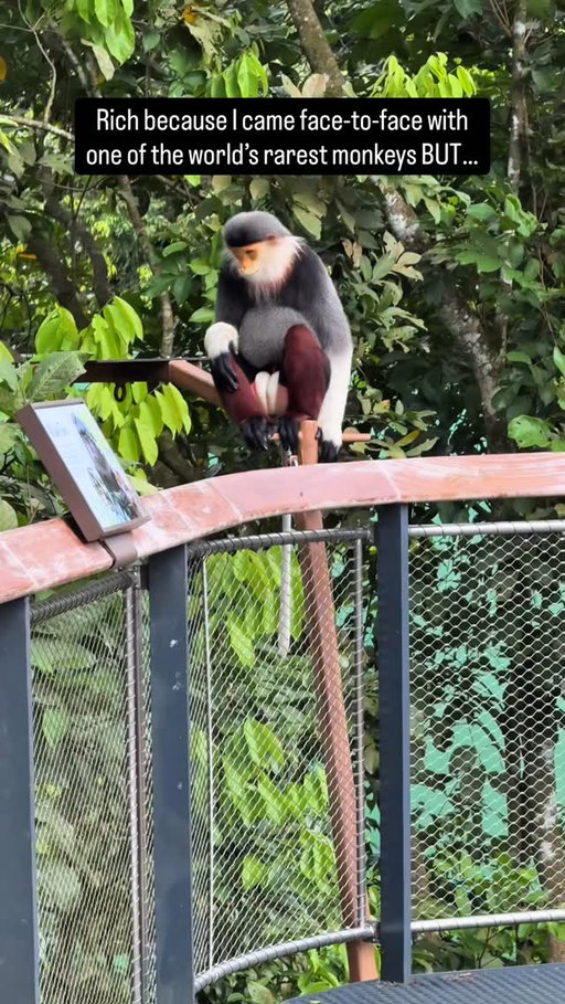 Poor because I’ll never look as good as this monkey ✨

This is the Red Shanked Doug Langour that’s native to Vietnam, but I came across these at Rainforest Wild Asia, which is part of @mandaiwildlifereserve in Singapore. 

#singapore #asia #asiatravel #aura