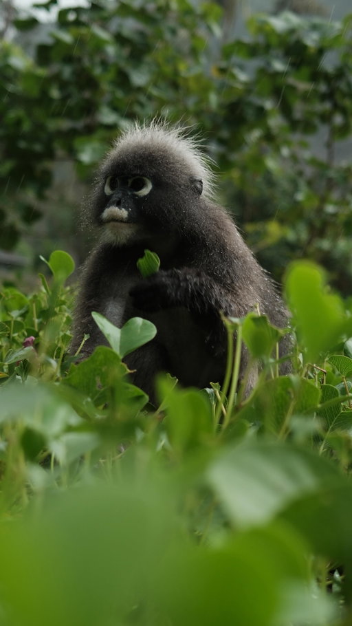 The rain, the monkey, the view… it doesn’t get much better than this 🇹🇭🐒

This moment was pure magic for me. Getting to hangout with  my all time favorite monkey the dusky leaf monkey (Trachypithecus obscurus) felt like coming full circle. I first discovered them in this tiny corner of Thailand back in 2018 and instantly fell in love. Their little white eye circles… honestly nothing will ever be cuter to me. This was the first time I actually got to sit with one, they are super shy. She stayed close for almost an hour even after I ran into the ocean for a quick swim. When I came back she was still right there eating, totally unbothered by my presence. I just watched her, calm and curious, feeling like time had stopped. They’re sadly listed as Near Threatened because of habitat loss and hunting. Moments like this remind me how important it is to keep protecting Mother Earth so beings like her can continue living freely in their own wild world.

#thailand #explore #exploremore #thailanddiaries #monkey