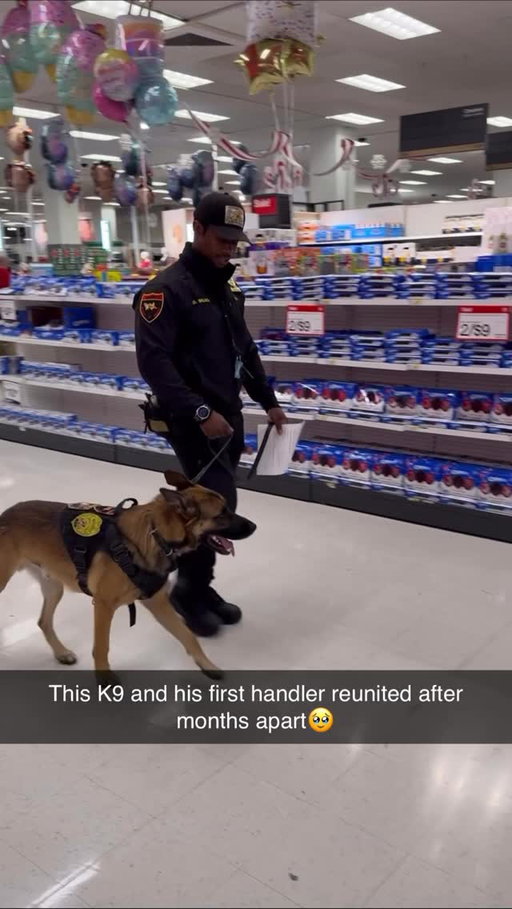 Dogs are the best
