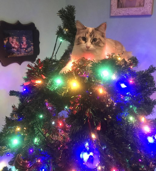 It was a nice tree until Pebbles destroyed it….